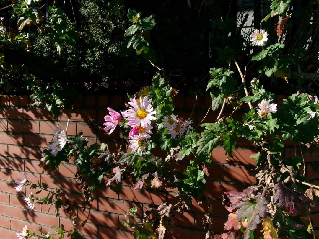 【中古美品】Kodak PIXPRO FZ55レッド