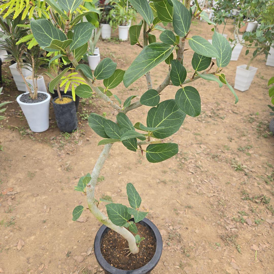 ⑯　フィカス　ベンガレンシ　8号曲がり仕立て「螺旋」特大苗木最高等級極上品‼️