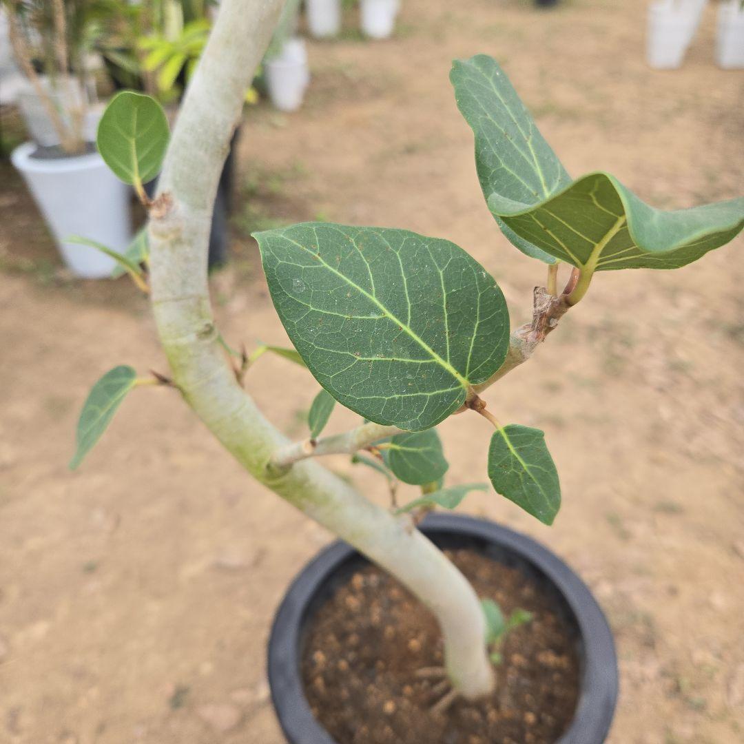 ⑯　フィカス　ベンガレンシ　8号曲がり仕立て「螺旋」特大苗木最高等級極上品‼️