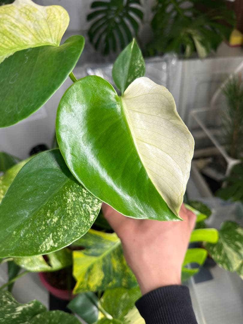 自*間様 モンステラデリシオーサミントトリカラー 輸入株