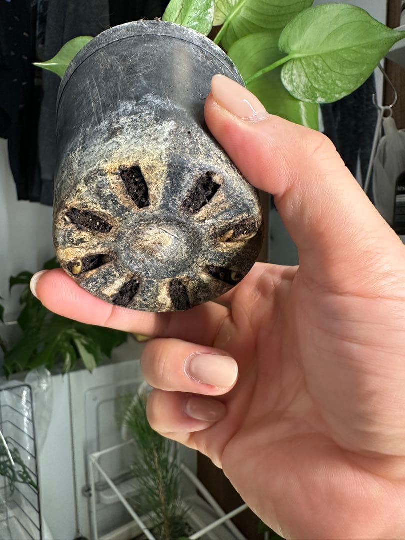 自*間様 モンステラデリシオーサミントトリカラー 輸入株