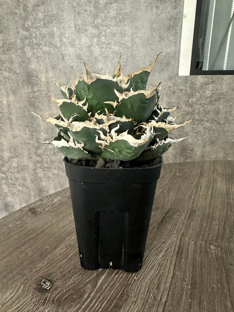 専用　海王　オアハカ　セット