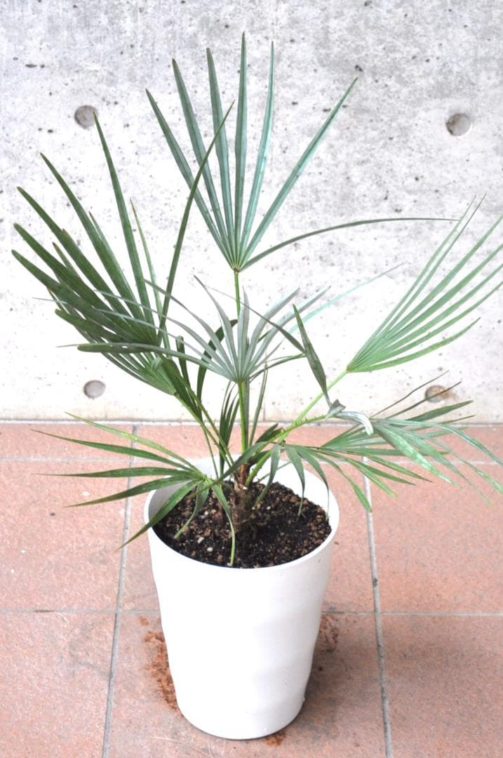 チャメロプス フミリス セリフェラ 78cm 7号　Chamaerops