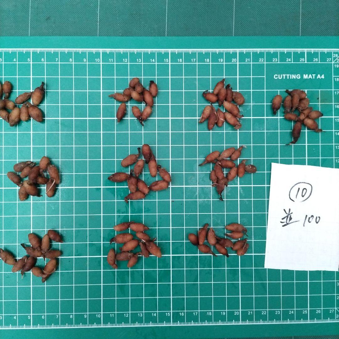 サギソウ　たび