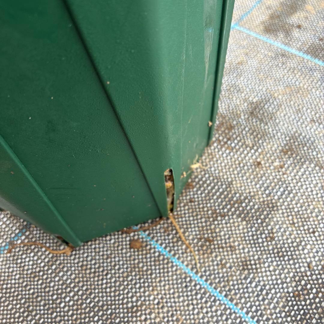 クリスマスローズ　アシュード　濃黄色セミダブル　イエロー　７寸