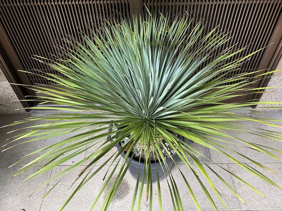 ユッカ　ロストラータ　極太の幹立　ボリューム株　13号　発根済み