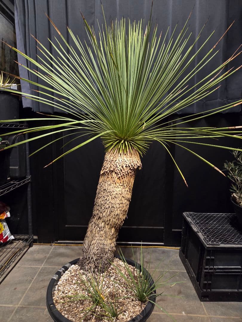 ユッカ リネアリフォリア 太株 (と)子株付き