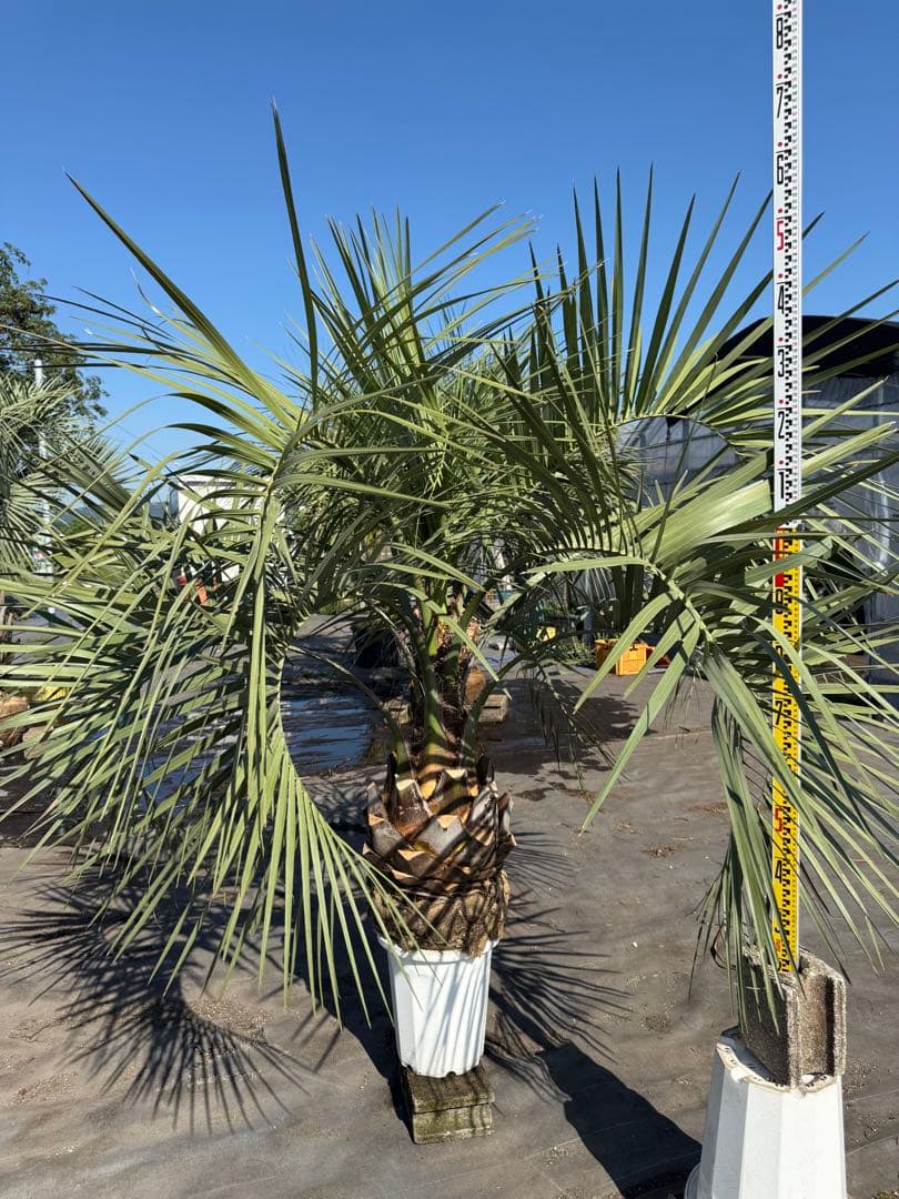ココスヤシシルバーリーフ【極太】葉先160cm幹回り110cm 幹高40cm