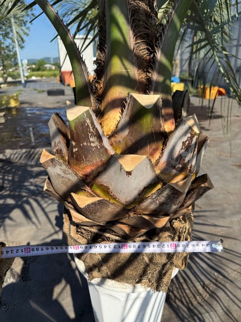 ココスヤシシルバーリーフ【極太】葉先160cm幹回り110cm 幹高40cm