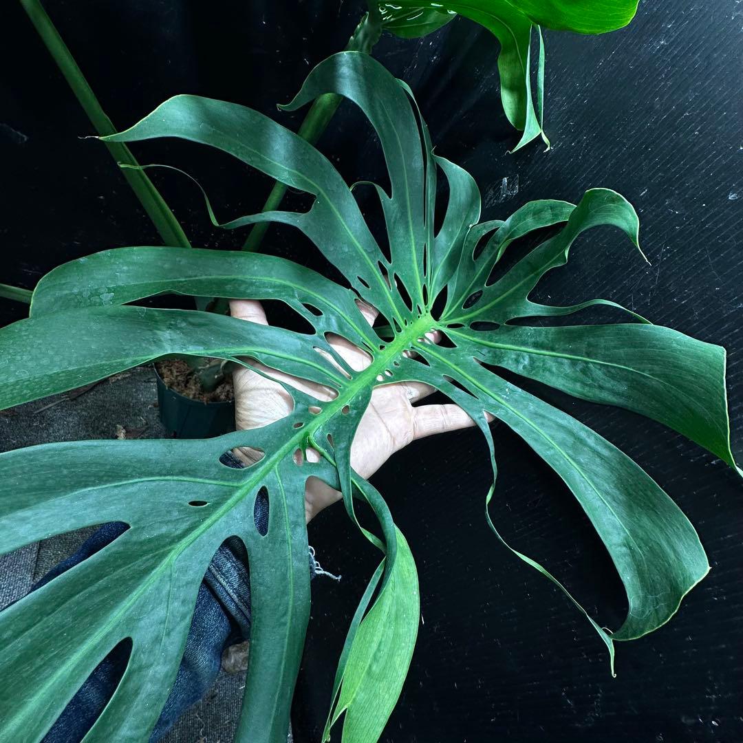 モンステラデリシオーサマクロコズム超希少系統鉢植え79㎝