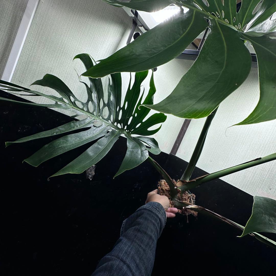 モンステラデリシオーサマクロコズム超希少系統鉢植え79㎝