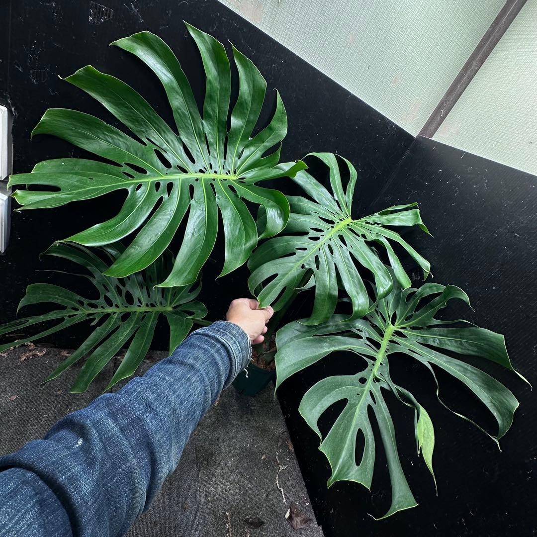 モンステラデリシオーサマクロコズム超希少系統鉢植え79㎝