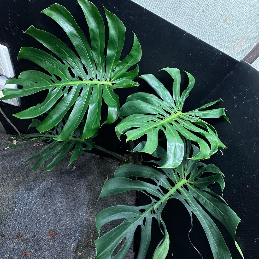 モンステラデリシオーサマクロコズム超希少系統鉢植え79㎝