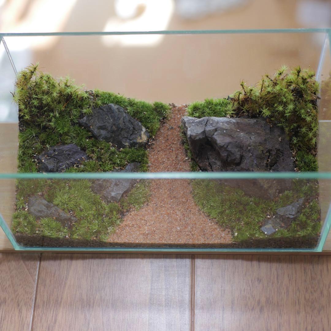 苔テラリウム/インテリア/一点物/苔リウム/完成品/卓上