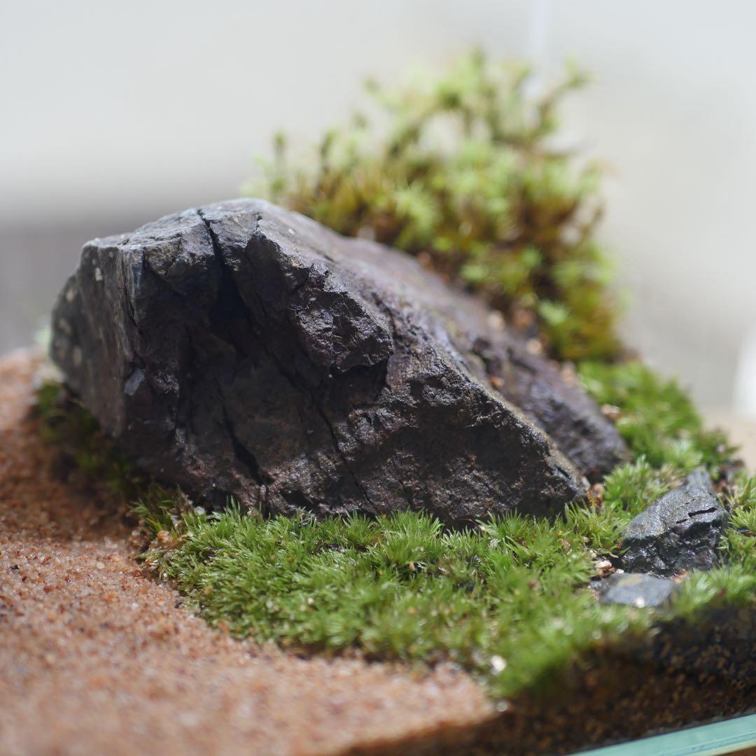 苔テラリウム/インテリア/一点物/苔リウム/完成品/卓上