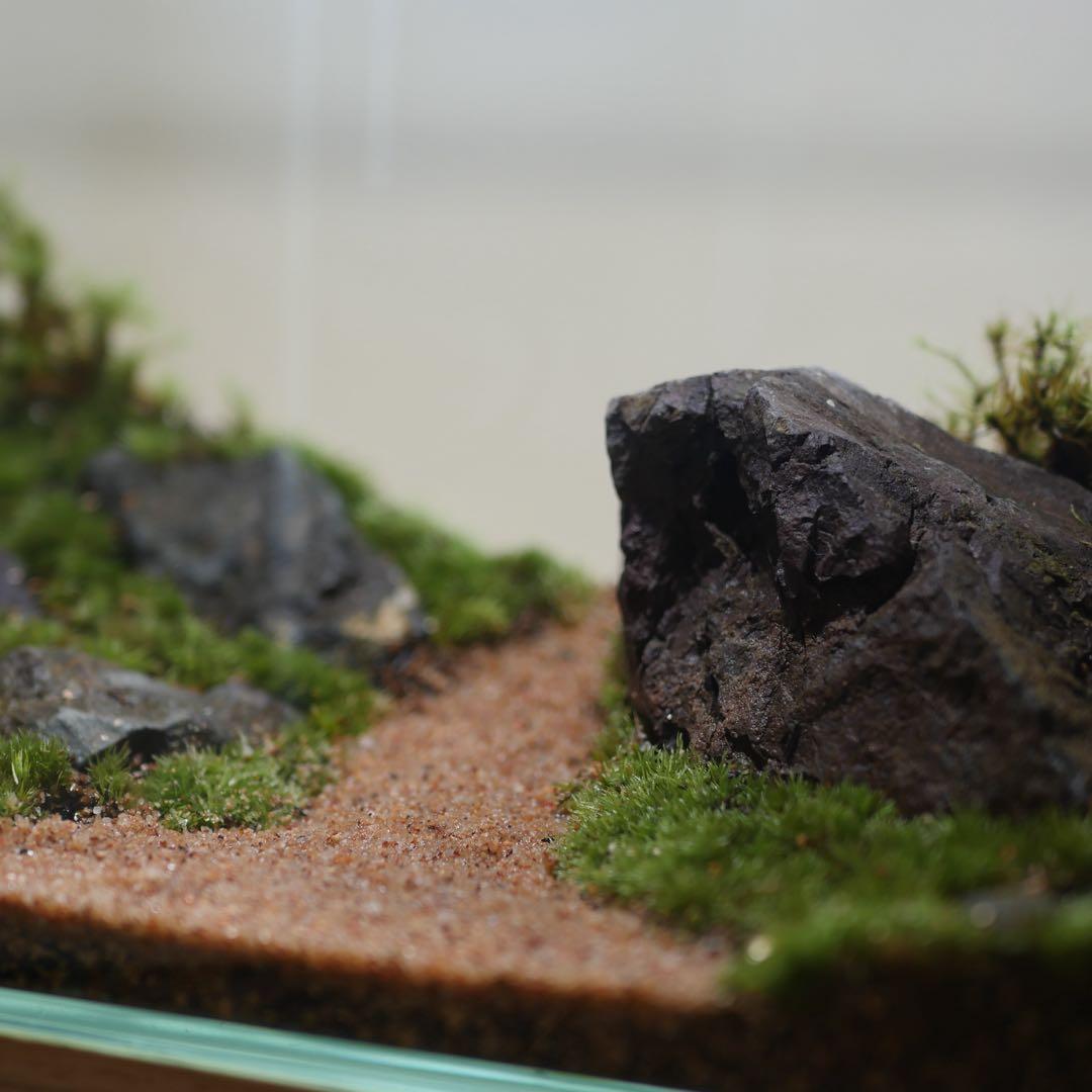 苔テラリウム/インテリア/一点物/苔リウム/完成品/卓上