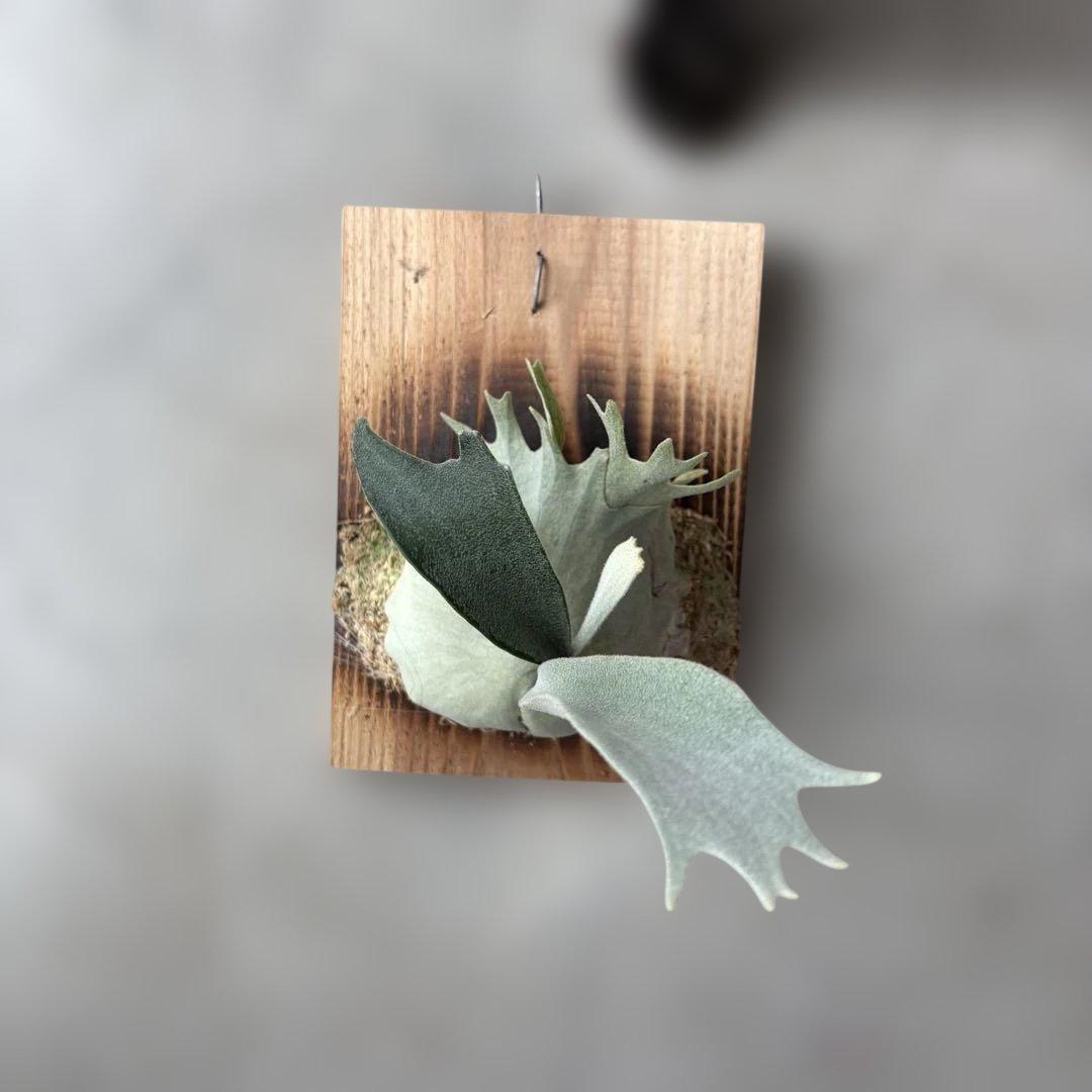 ビカクシダベイチー　アーバンリバー　子株　oc veitchii