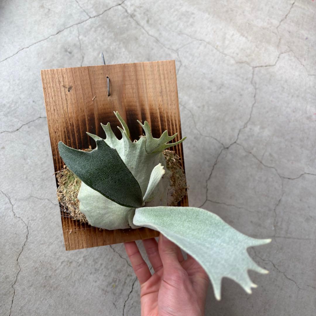 ビカクシダベイチー　アーバンリバー　子株　oc veitchii