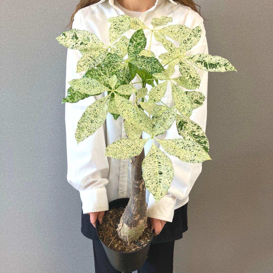 超希少❗️接木❗️白勝❗️パキラ　ミルキーウェイ✨