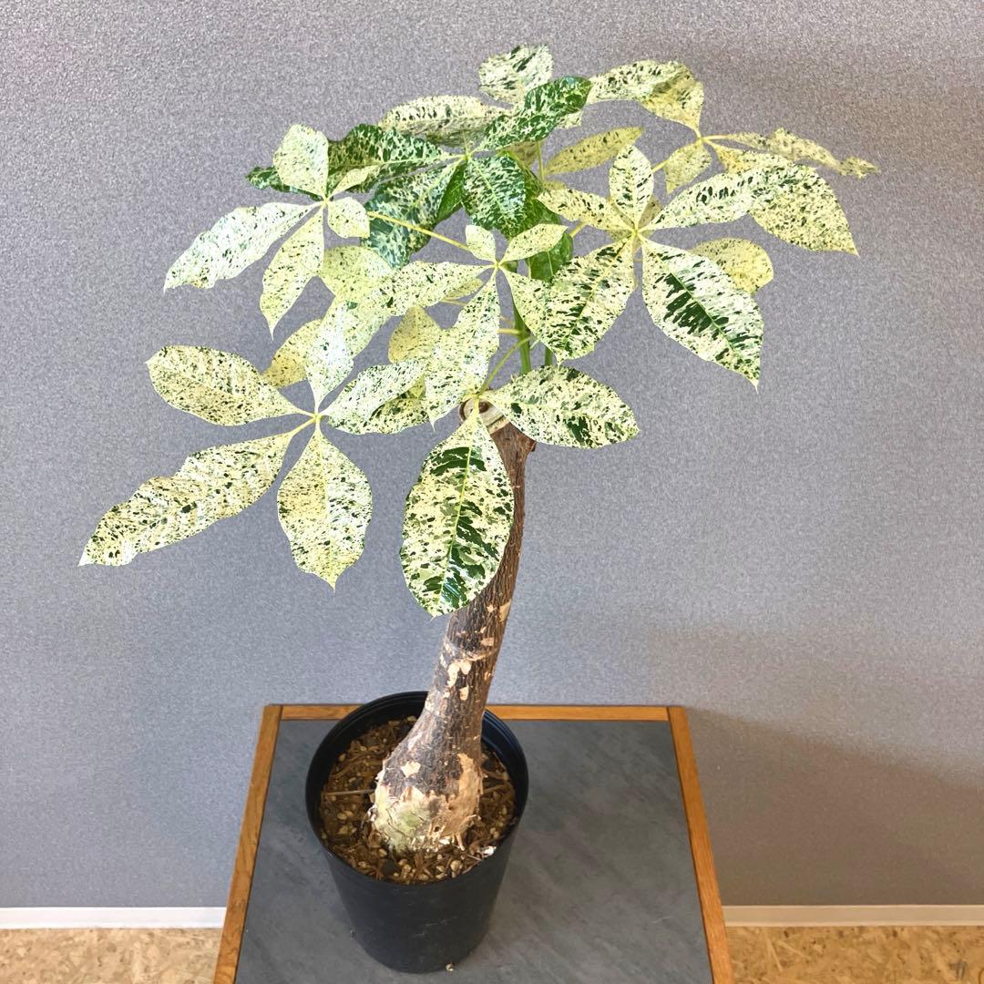 超希少❗️接木❗️白勝❗️パキラ　ミルキーウェイ✨