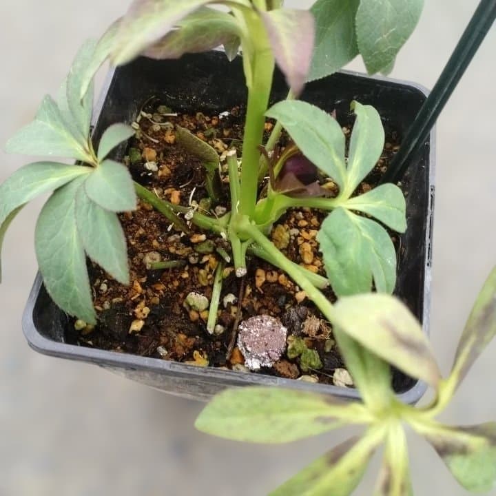 大森プランツ。ウインターシンフオニー。ヘレボルス 苗 No21番