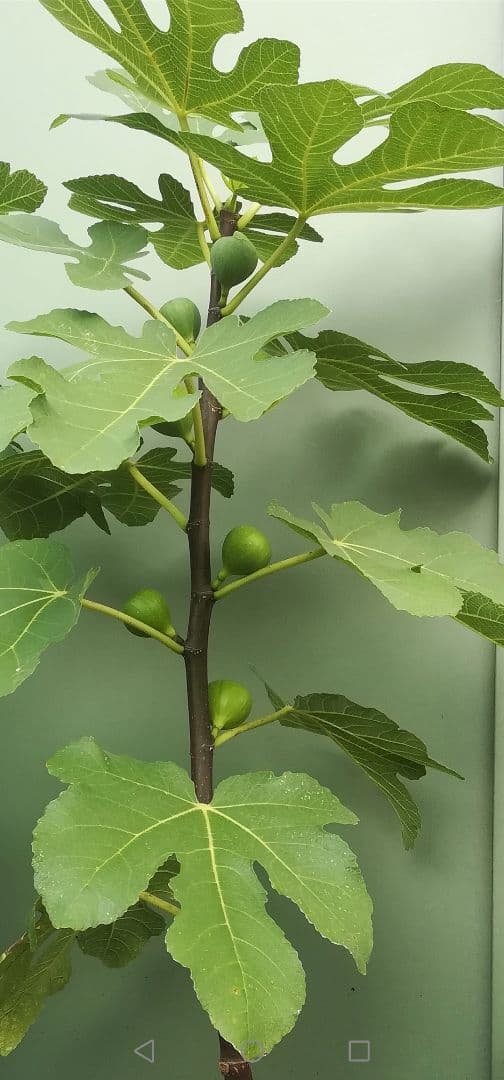 イスラエル 5年生 イチジク　10号鉢 鉢ごと発送