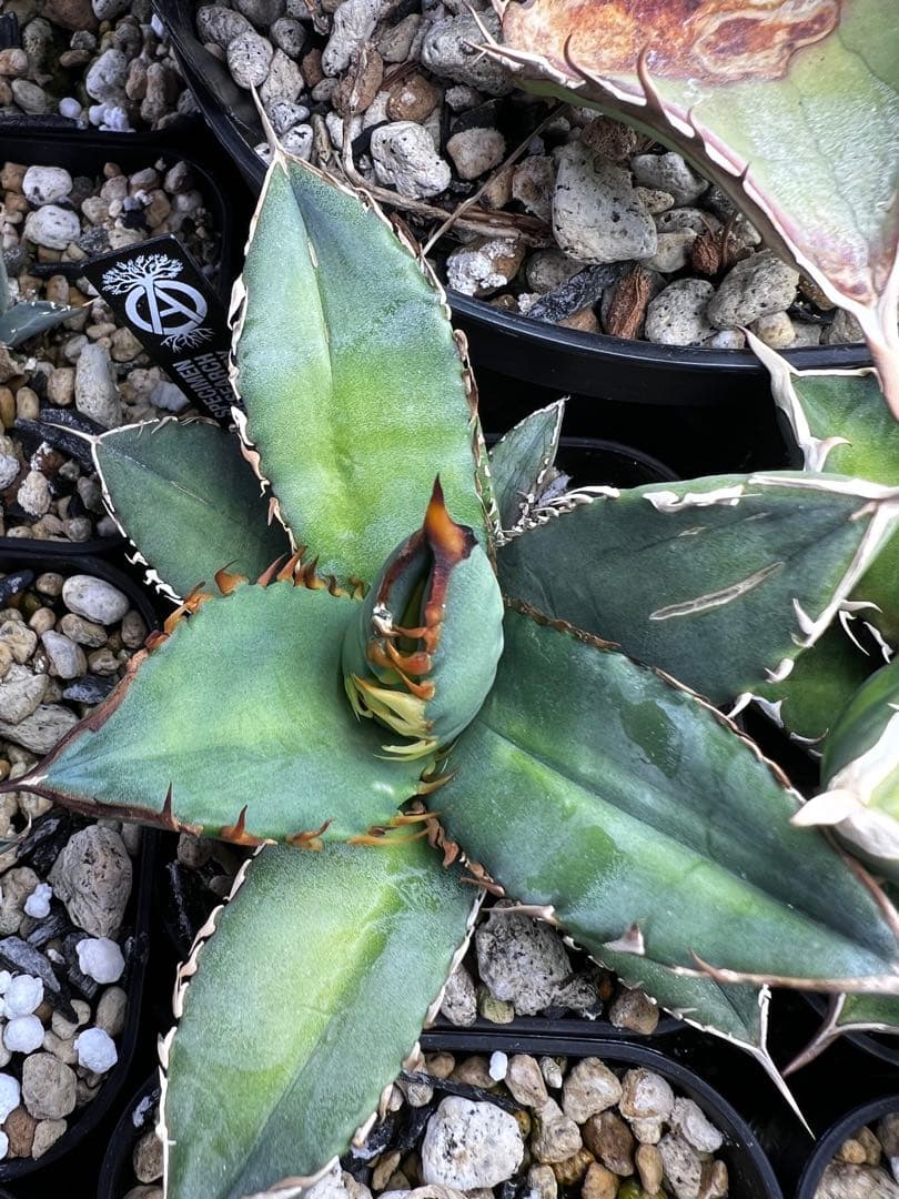 アガベ オテロイ 実生選抜 2022Lot 子株出品