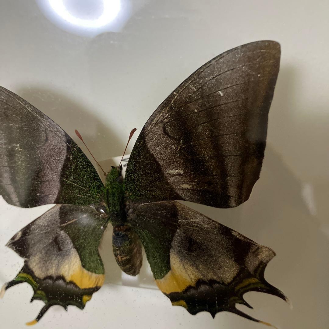 テングアゲハ　ペア（ベトナム）