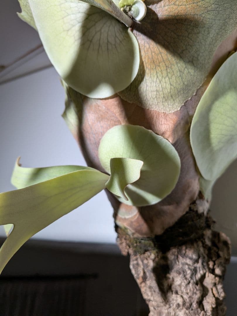 ビカク／親株／willinckii wild indonesia