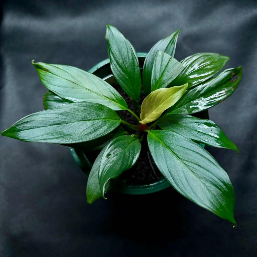 ホマロメナ Rec172 正規タグ付き