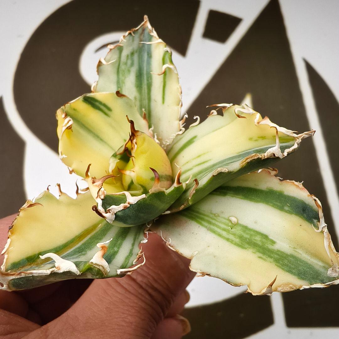 834【上澳園芸】 アガベ チタノタ 白鯨錦（永久斑） 縞斑錦