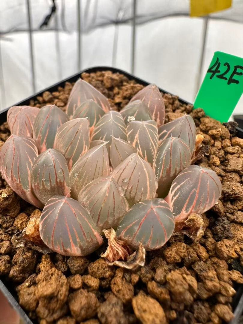 42E 多肉植物 ハオルチア rose goldオブツーサ錦糊斑