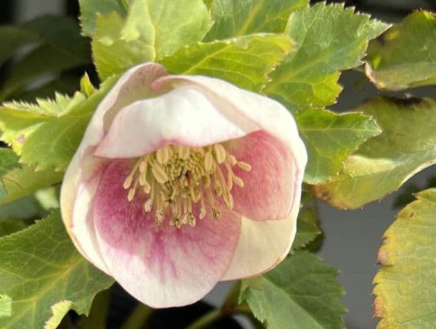 クリスマスローズ　パステリッシュストレイン　デュメ系　カップ咲き