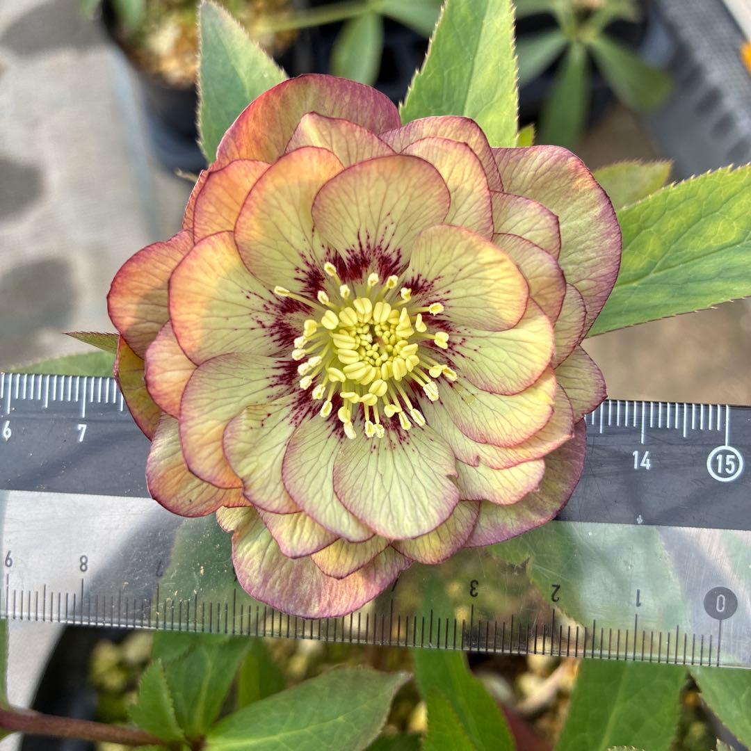 クリスマスローズ　トルカ交配　８寸