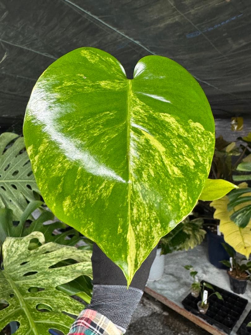 K3モンステラ　イエローマリリン　黄斑入り