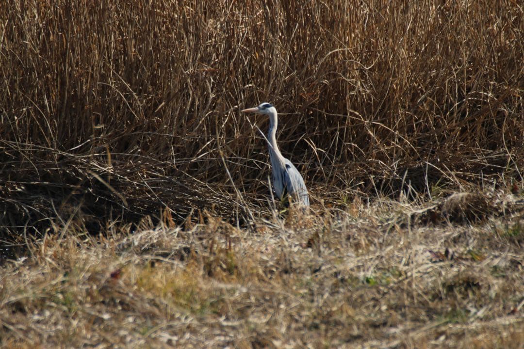 レンズ(ズーム) RT(EF170-500mm)