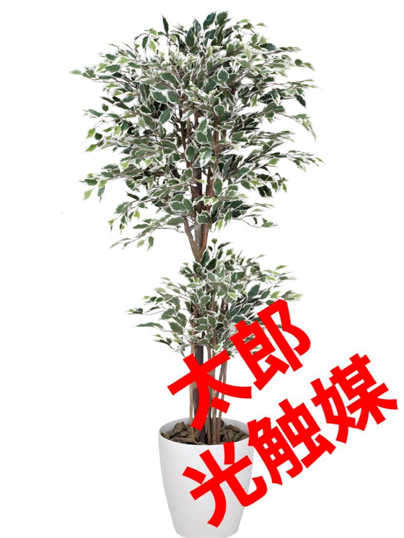 光触媒　人工観葉植物　フェイクグリーン　トロピカルベンジャミン斑入リ 1.6m