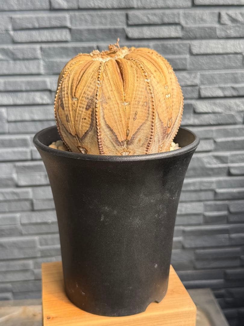 ☆激レア成長点潰れ☆　ユーフォルビア　オベサ　obesa 9.6cm　ホリダ