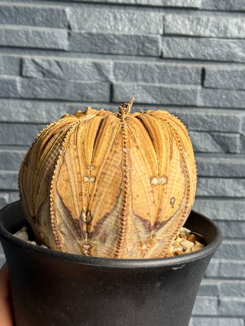 ☆激レア成長点潰れ☆　ユーフォルビア　オベサ　obesa 9.6cm　ホリダ