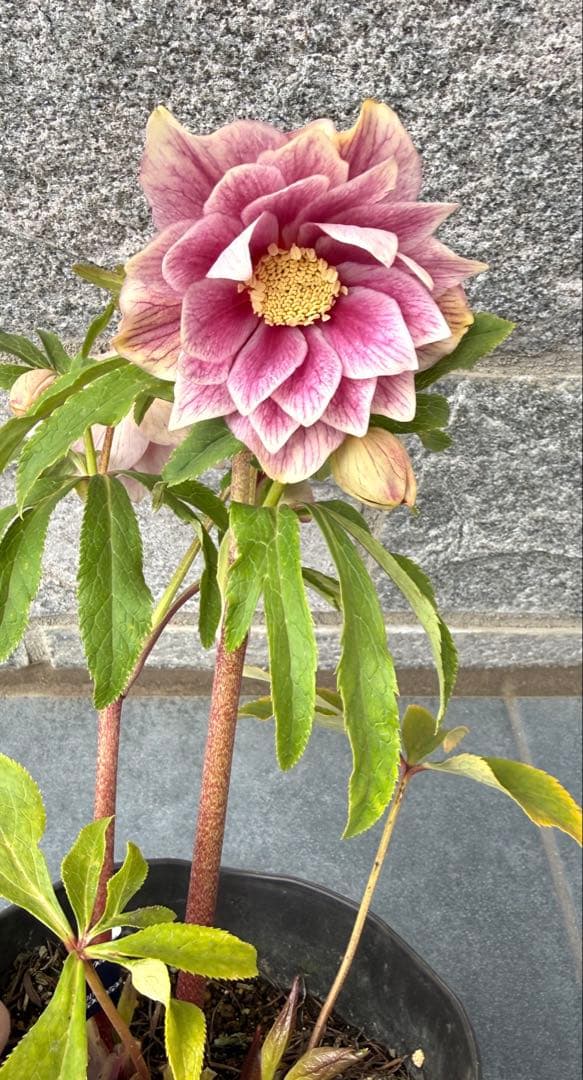 【KinaRi】クリスマスローズ　広瀬園芸　ソレイユ風