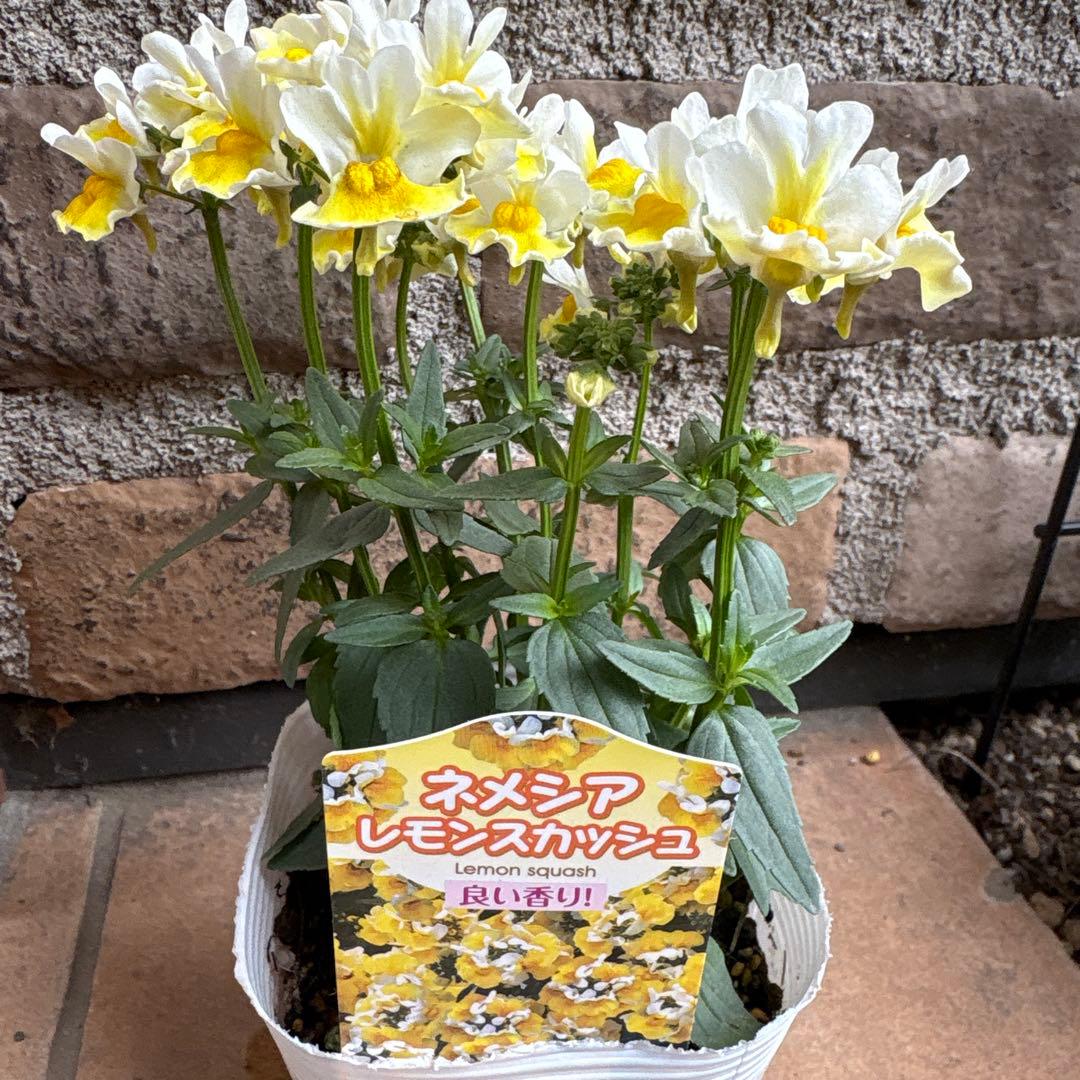 ネメシア・レモンスカッシュ