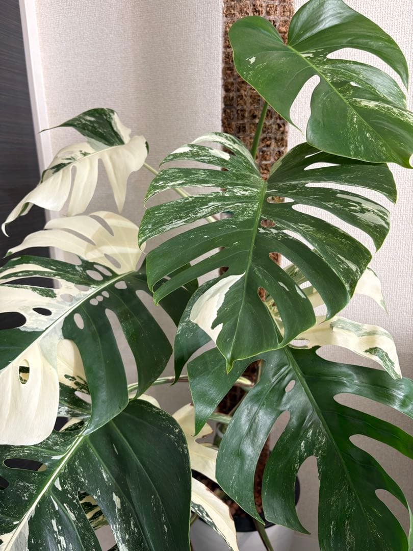 引き取り限定！大株　モンステラ　ボルシギアナ　ホワイトタイガー　斑入り