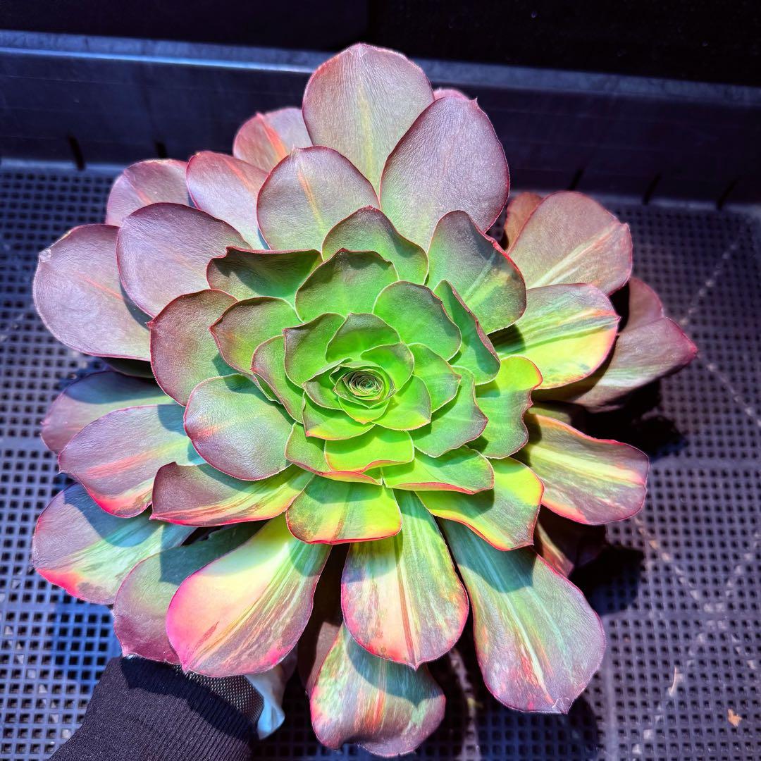 日本初上陸　超希少 新品種　魅彩神皇 錦　(群生) 法師錦　観葉植物