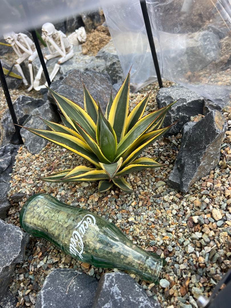 の*り様 サングロー　２株セット　アガベ