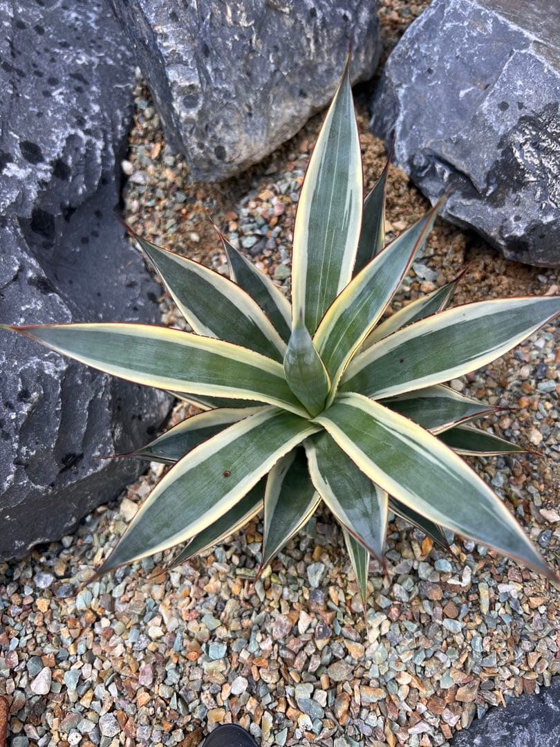 の*り様 サングロー　２株セット　アガベ