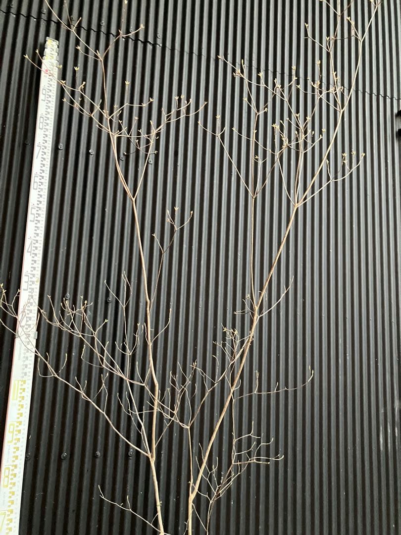 Yです！ 山採り　バイカツツジ