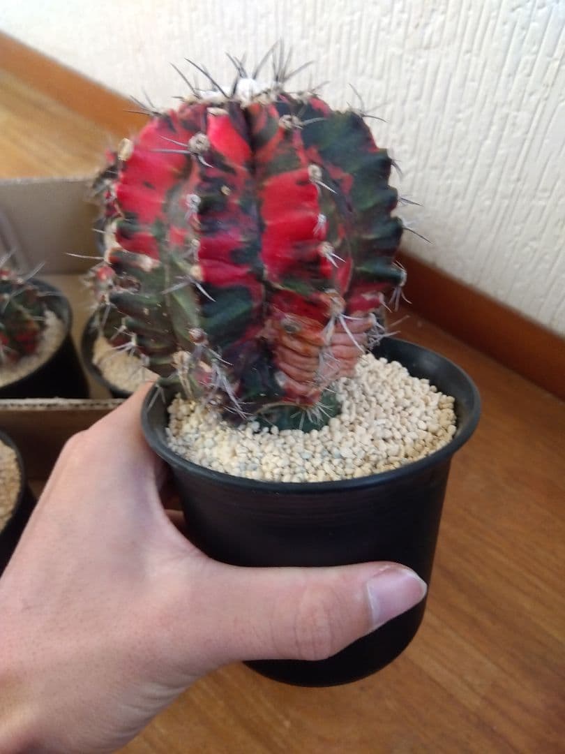 サボテン　緋牡丹錦　接木　9鉢セット❗大特価❗　①