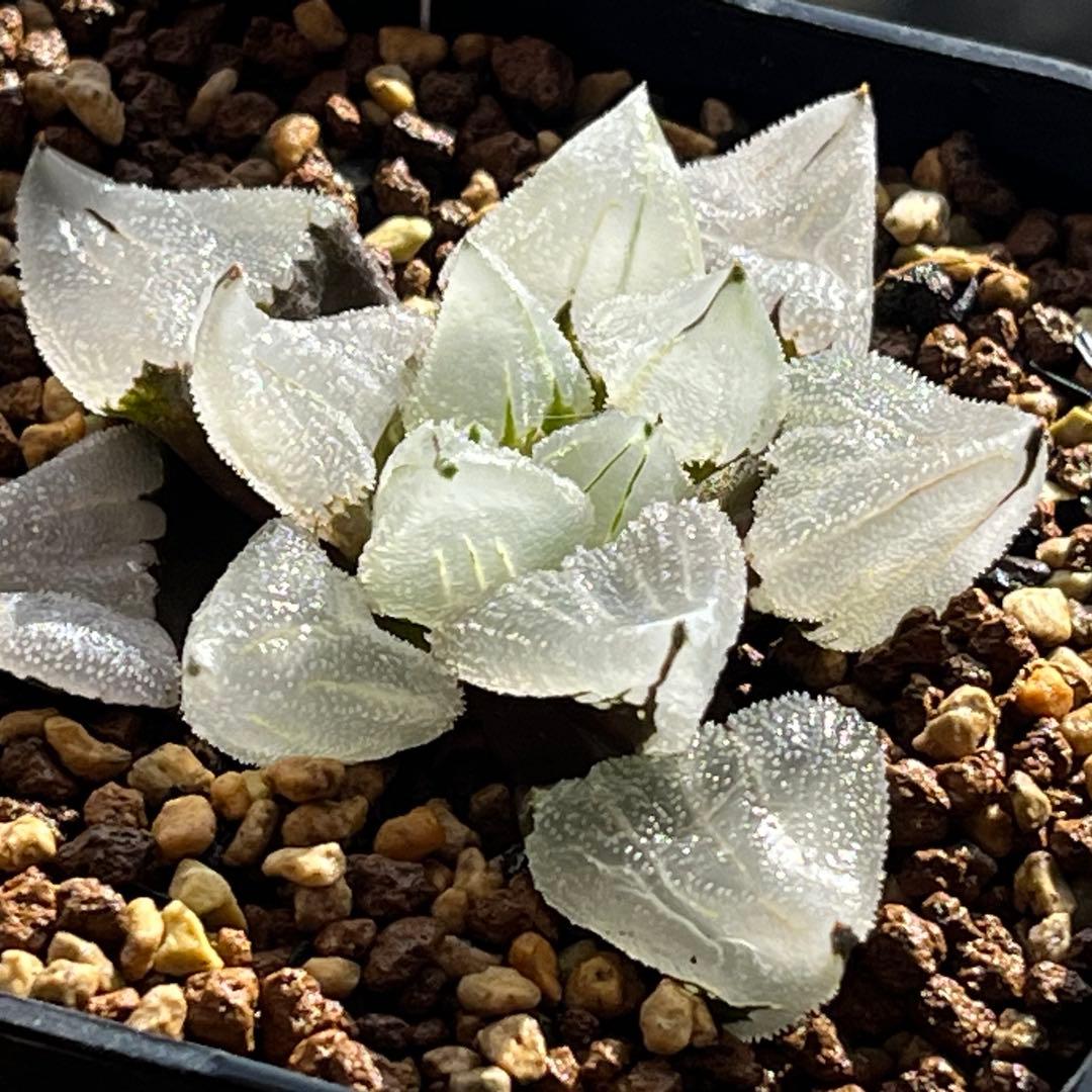 ハオルチア ピグマエアミュータント　実生　特異株