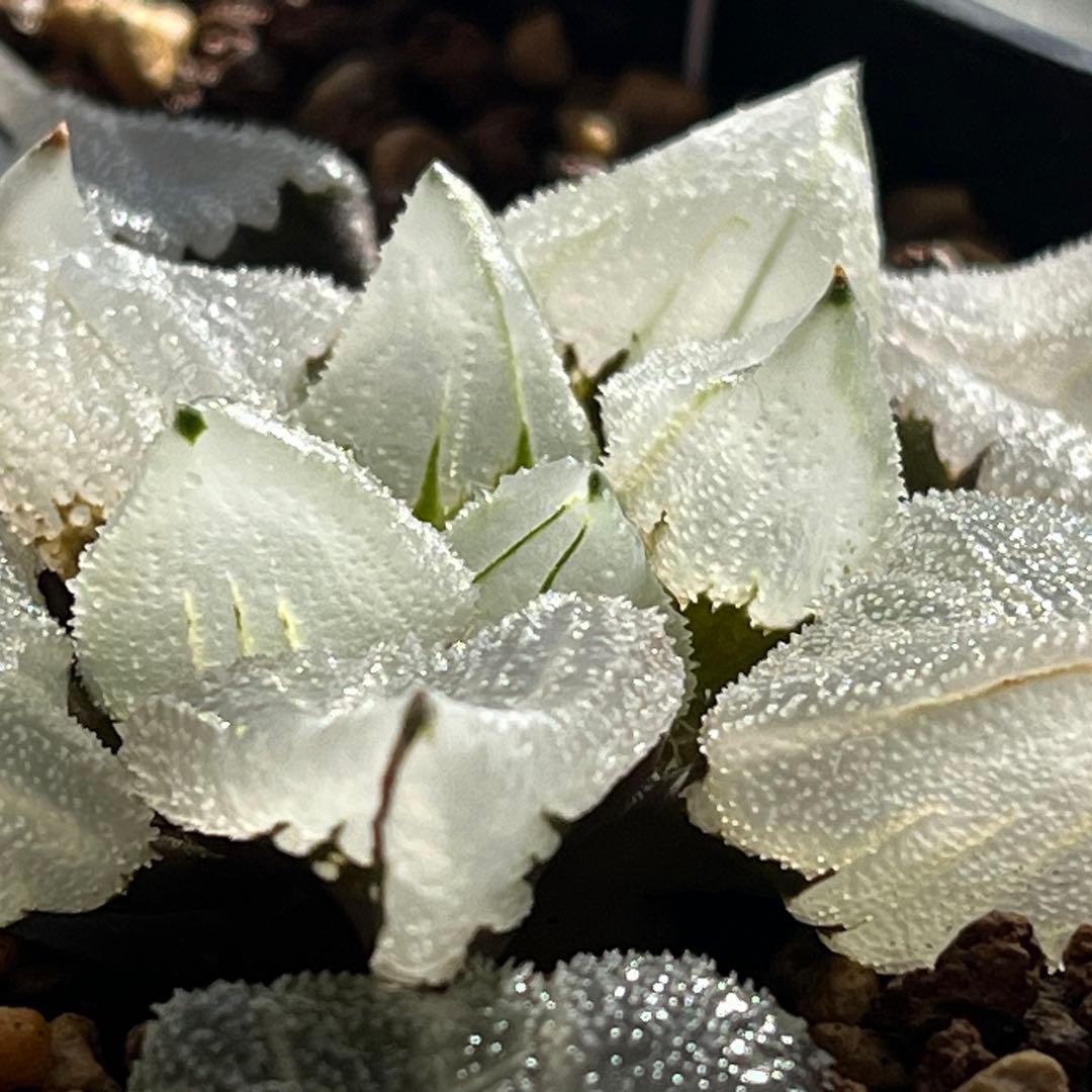 ハオルチア ピグマエアミュータント　実生　特異株