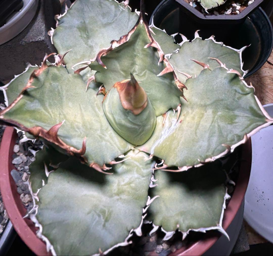 oaxaca oteroi実生 2023ブルー葉 極厚バンド(オアハカ オテロイ